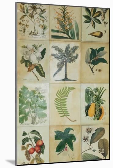 Botanical Sampler I-Vision Studio-Mounted Art Print