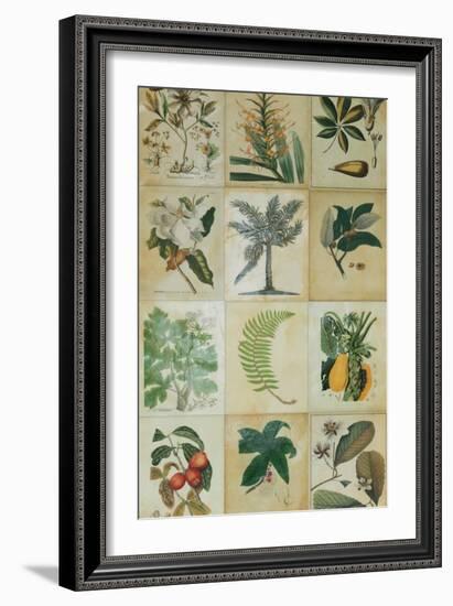 Botanical Sampler I-Vision Studio-Framed Art Print