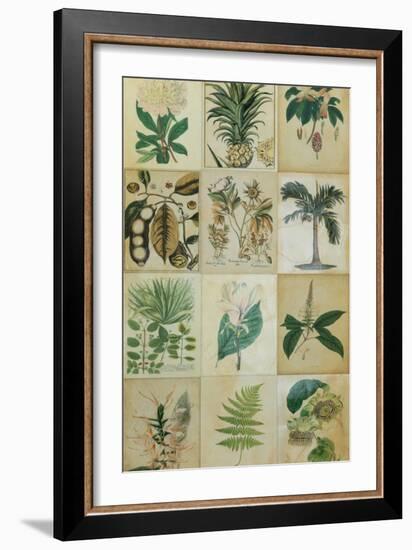 Botanical Sampler II-Vision Studio-Framed Art Print