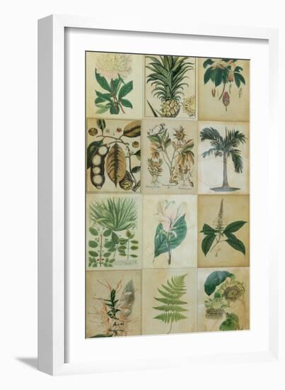 Botanical Sampler II-Vision Studio-Framed Art Print