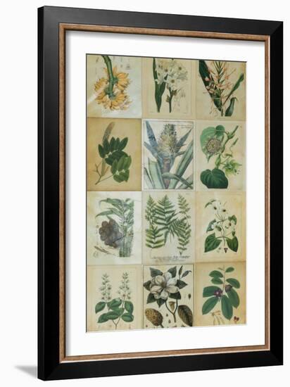 Botanical Sampler III-Vision Studio-Framed Art Print