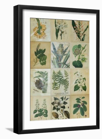 Botanical Sampler III-Vision Studio-Framed Art Print