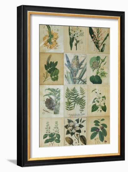 Botanical Sampler III-Vision Studio-Framed Art Print