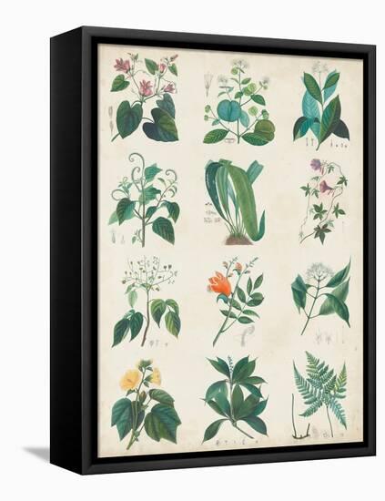 Botanical Schema II-Vision Studio-Framed Stretched Canvas