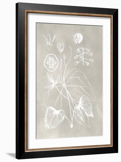 Botanical Schematic II-Vision Studio-Framed Art Print