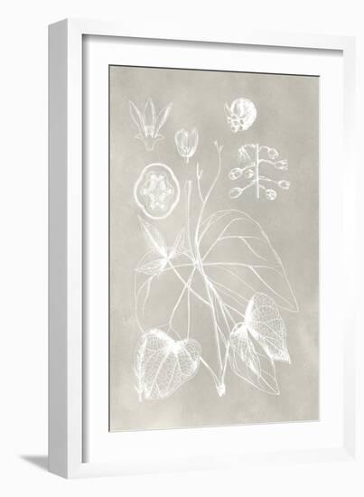 Botanical Schematic II-Vision Studio-Framed Art Print