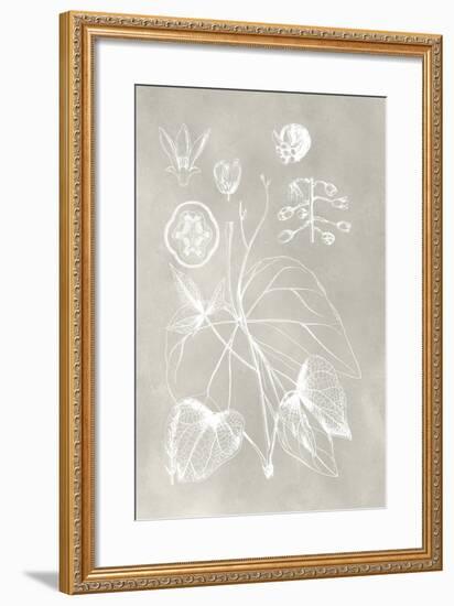 Botanical Schematic II-Vision Studio-Framed Art Print