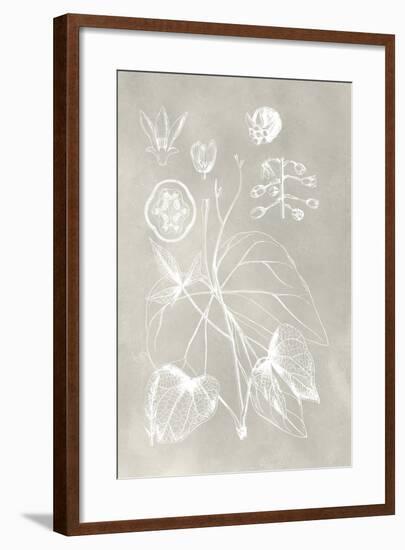 Botanical Schematic II-Vision Studio-Framed Art Print