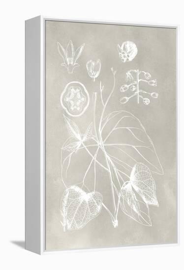 Botanical Schematic II-Vision Studio-Framed Stretched Canvas