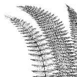 Fern I (on black)-Botanical Series-Art Print