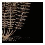 Fern I (on black)-Botanical Series-Art Print