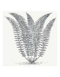 Fern (Ivory & Gray)-Botanical Series-Art Print