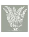 Fern II (on white)-Botanical Series-Art Print
