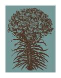 Lilies 5-Botanical Series-Art Print