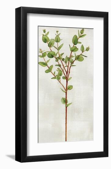 Botanical Set - Eucalyptus-Janie Howe-Framed Giclee Print