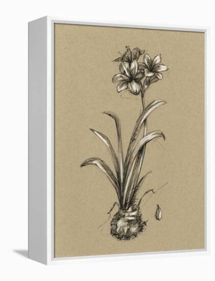 Botanical Sketch Black and White II-Ethan Harper-Framed Stretched Canvas