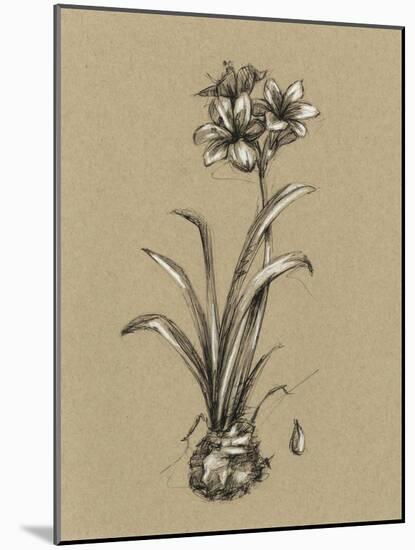 Botanical Sketch Black and White II-Ethan Harper-Mounted Art Print