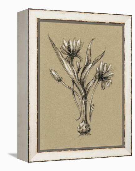 Botanical Sketch Black and White III-Ethan Harper-Framed Stretched Canvas