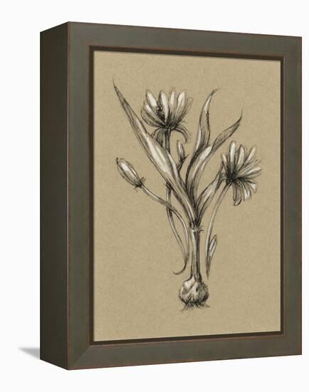 Botanical Sketch Black and White III-Ethan Harper-Framed Stretched Canvas