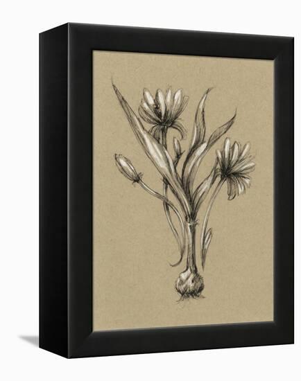 Botanical Sketch Black and White III-Ethan Harper-Framed Stretched Canvas