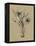 Botanical Sketch Black and White III-Ethan Harper-Framed Stretched Canvas
