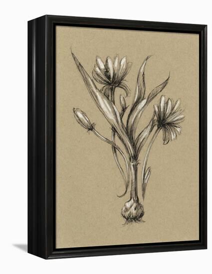 Botanical Sketch Black and White III-Ethan Harper-Framed Stretched Canvas