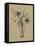 Botanical Sketch Black and White III-Ethan Harper-Framed Stretched Canvas