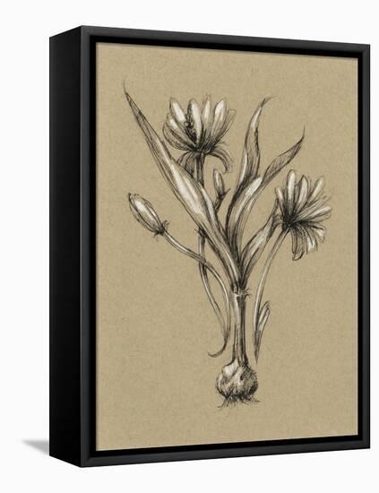 Botanical Sketch Black and White III-Ethan Harper-Framed Stretched Canvas