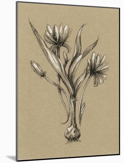Botanical Sketch Black and White III-Ethan Harper-Mounted Art Print