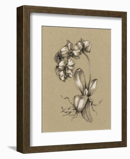 Botanical Sketch Black and White V-Ethan Harper-Framed Art Print