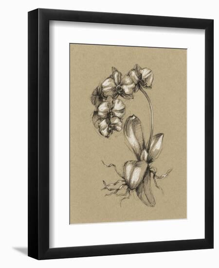 Botanical Sketch Black and White V-Ethan Harper-Framed Art Print