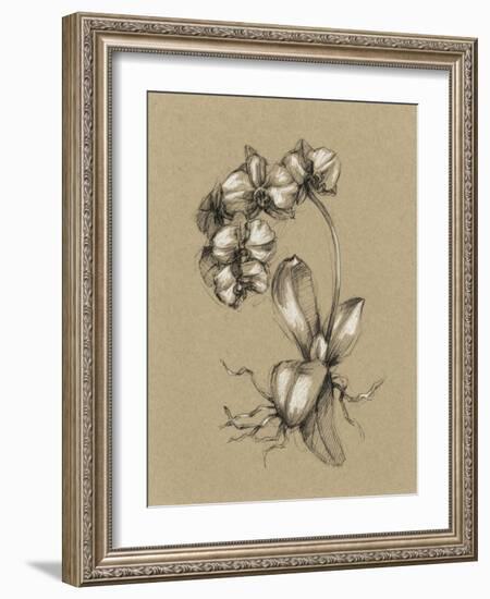 Botanical Sketch Black and White V-Ethan Harper-Framed Art Print
