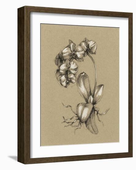 Botanical Sketch Black and White V-Ethan Harper-Framed Art Print