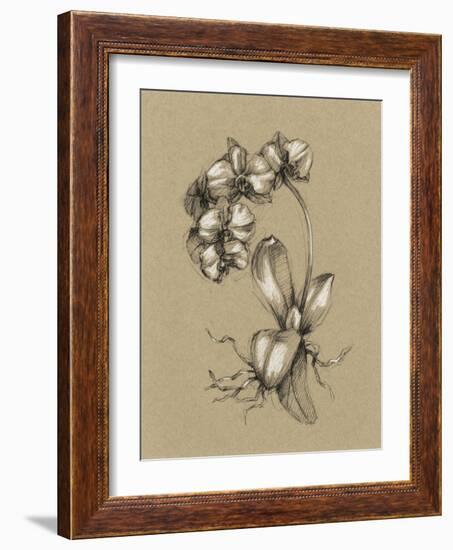 Botanical Sketch Black and White V-Ethan Harper-Framed Art Print