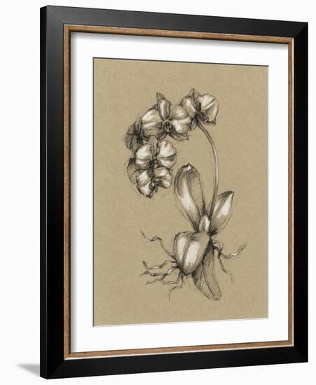 Botanical Sketch Black and White V-Ethan Harper-Framed Art Print