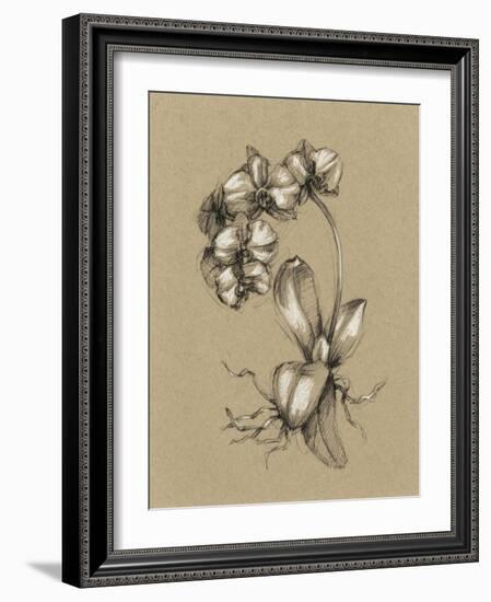 Botanical Sketch Black and White V-Ethan Harper-Framed Art Print