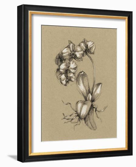 Botanical Sketch Black and White V-Ethan Harper-Framed Art Print