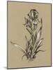 Botanical Sketch Black and White VI-Ethan Harper-Mounted Art Print