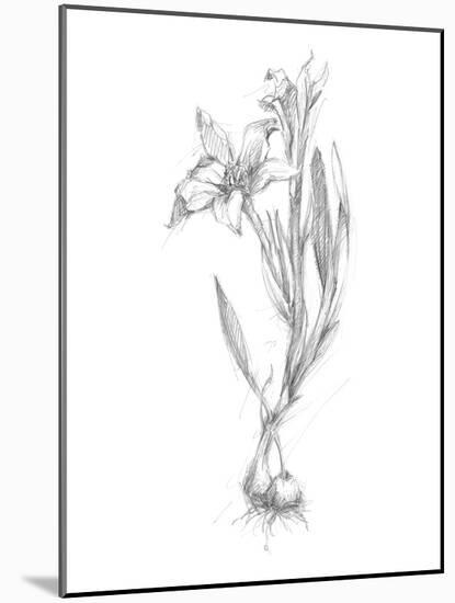 Botanical Sketch I-Ethan Harper-Mounted Art Print