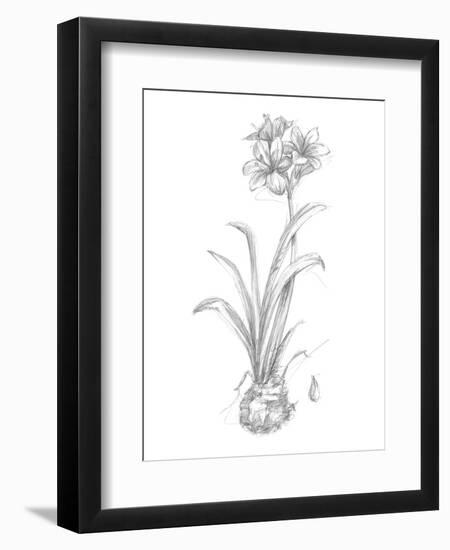 Botanical Sketch II-Ethan Harper-Framed Art Print