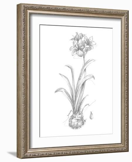 Botanical Sketch II-Ethan Harper-Framed Art Print