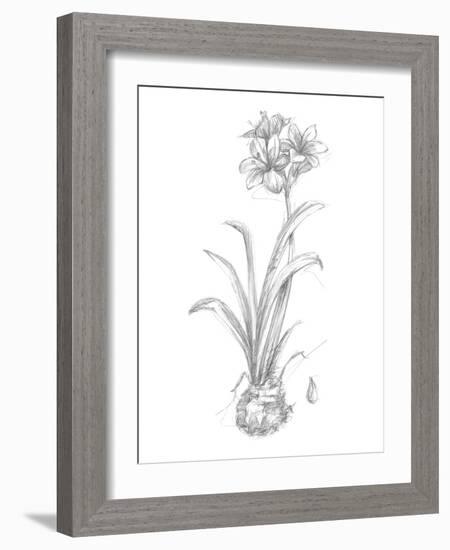 Botanical Sketch II-Ethan Harper-Framed Art Print