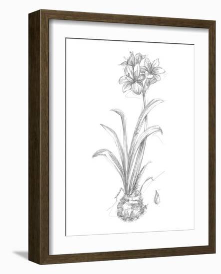 Botanical Sketch II-Ethan Harper-Framed Art Print