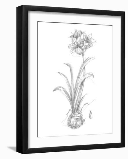 Botanical Sketch II-Ethan Harper-Framed Art Print