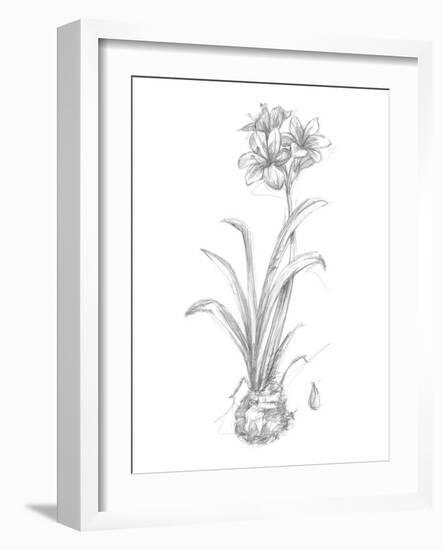 Botanical Sketch II-Ethan Harper-Framed Art Print