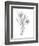 Botanical Sketch III-Ethan Harper-Framed Art Print