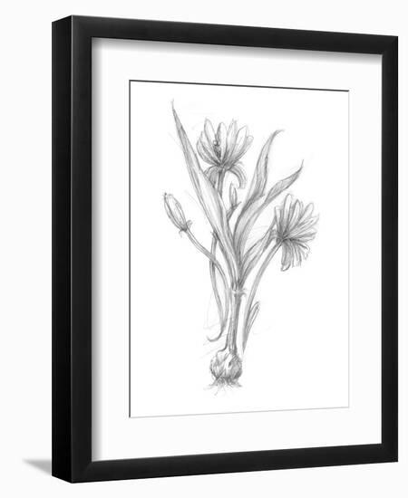 Botanical Sketch III-Ethan Harper-Framed Art Print