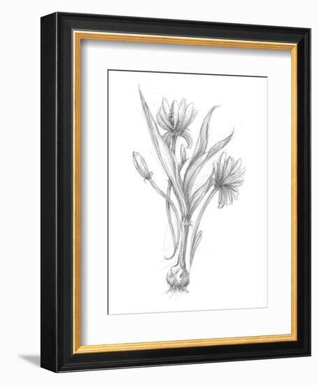 Botanical Sketch III-Ethan Harper-Framed Art Print