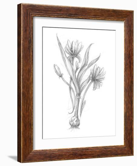 Botanical Sketch III-Ethan Harper-Framed Art Print