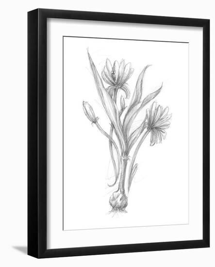 Botanical Sketch III-Ethan Harper-Framed Art Print